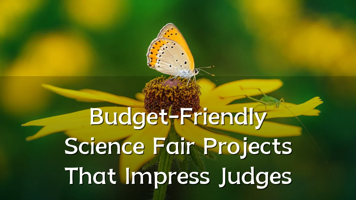 Budget-Friendly Science Fair Projects That Impress Judges