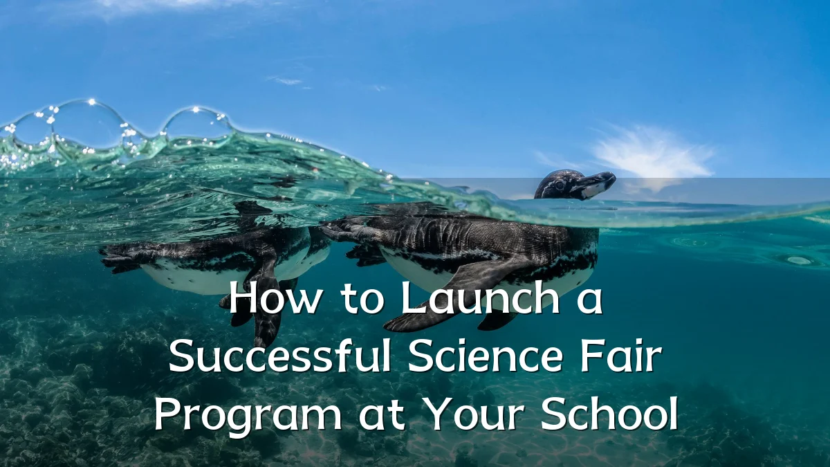 How to Launch a Successful Science Fair Program at Your School